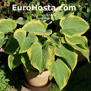 Hosta Victory - Eurohosta