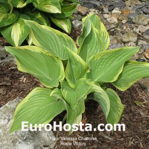 Hosta Victory - Eurohosta