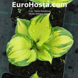 Hosta Volcano Island - Eurohosta