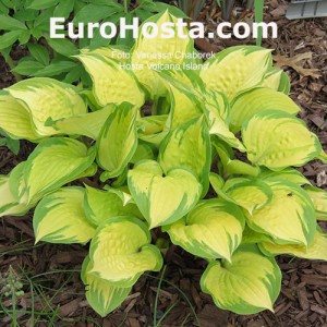 Hosta Volcano Island - Eurohosta