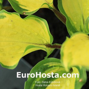 Hosta Volcano Island - Eurohosta