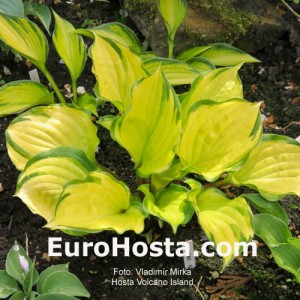 Hosta Volcano Island - Eurohosta