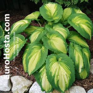 Hosta War Paint - Eurohosta