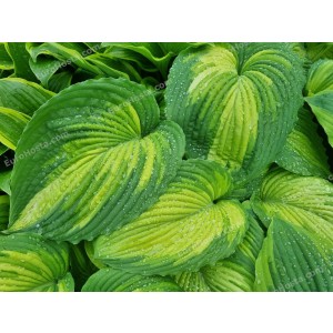 Hosta War Paint 