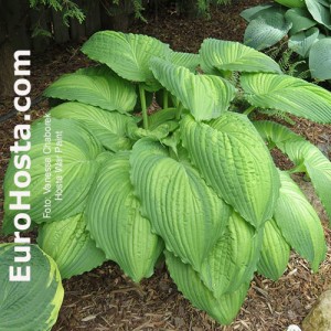 Hosta War Paint - Eurohosta