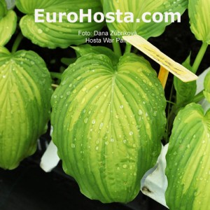 Hosta War Paint 