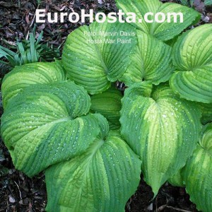 Hosta War Paint - Eurohosta