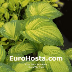 Hosta War Paint 