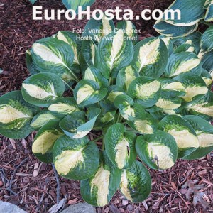 Hosta Warwick Comet - Eurohosta