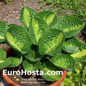 Hosta Warwick Comet - Eurohosta