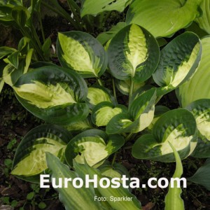 Hosta Warwick Comet - Eurohosta