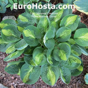 Hosta Warwick Comet - Eurohosta