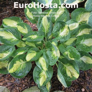 Hosta Warwick Comet - Eurohosta