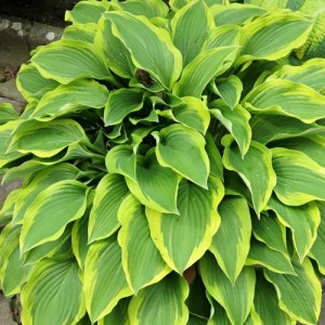 Hosta Waving Winds