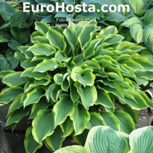 Hosta Waving Winds