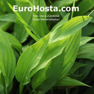 Hosta Weihenstephan - Eurohosta