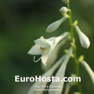 Hosta Weihenstephan - Eurohosta