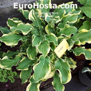 Hosta Wheee! - Eurohosta