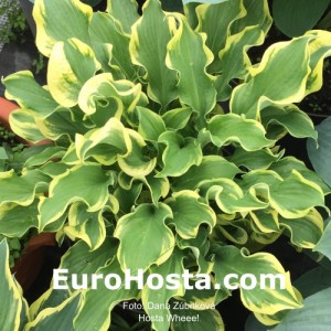 Hosta Wheee! - Eurohosta