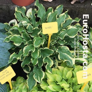 Hosta Wheee! - Eurohosta