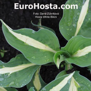 Hosta White Bikini - Eurohosta