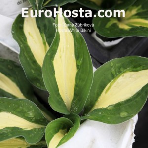 Hosta White Bikini - Eurohosta