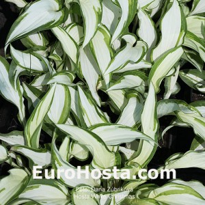 Hosta White Christmas - Eurohosta