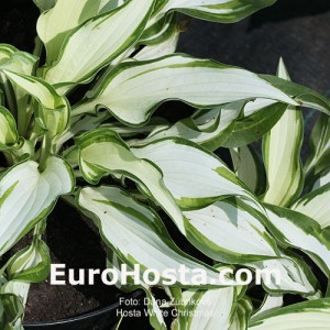 Hosta White Christmas - Eurohosta