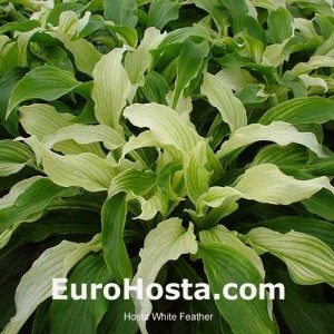 Hosta White Feather - Eurohosta