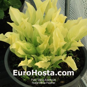 Hosta White Feather