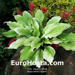 Hosta White Feather - Eurohosta