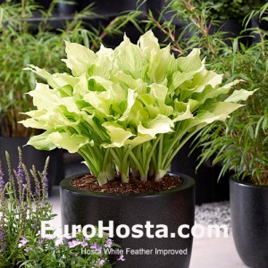 Hosta White Feather Improved