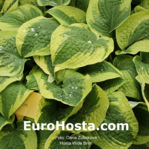 Hosta Wide Brim - Eurohosta