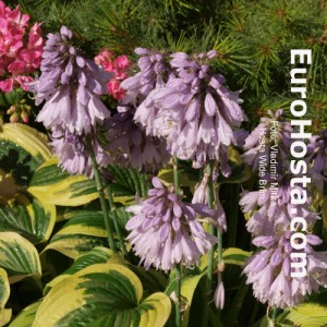 Hosta Wide Brim - Eurohosta