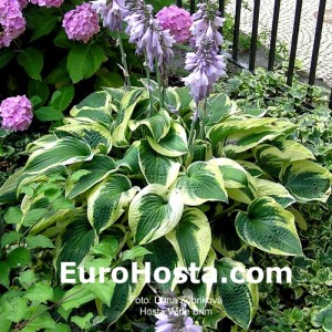 Hosta Wide Brim - Eurohosta