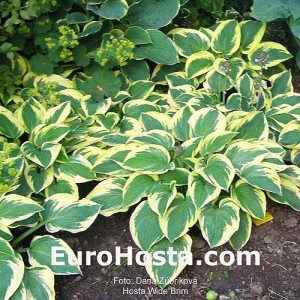 Hosta Wide Brim - Eurohosta