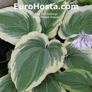 Hosta Wildest Dreams