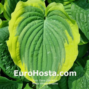 Hosta Wildest Dreams