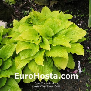 Hosta Wind River Gold