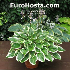 Hosta Winsome