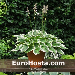 Hosta Winsome