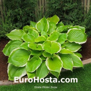 Hosta Winter Snow - Eurohosta