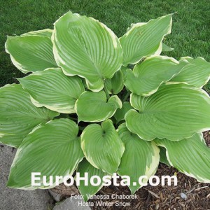 Hosta Winter Snow - Eurohosta