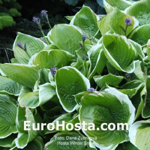 Hosta Winter Snow - Eurohosta