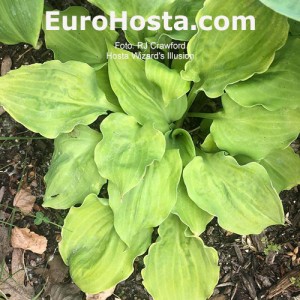 Hosta Wizard's Illusion