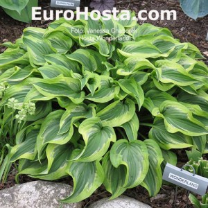 Hosta Wonderland