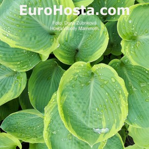 Hosta Woolly Mammoth - Eurohosta