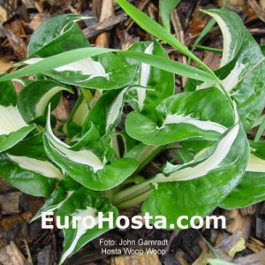 Hosta Woop Woop - Eurohosta