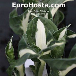 Hosta Woop Woop - Eurohosta