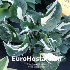 Hosta Woop Woop - Eurohosta